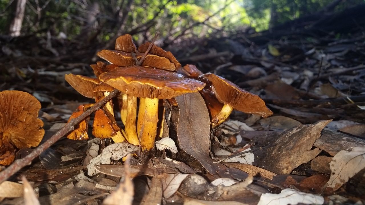 CLOSE-UP OF DRY LEAVES ON ROCK