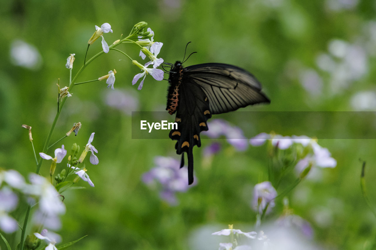 animal themes, animal, animal wildlife, insect, flower, beauty in nature, nature, plant, animal wing, wildlife, flowering plant, butterfly, one animal, moths and butterflies, macro photography, fragility, meadow, animal body part, close-up, flying, freshness, no people, outdoors, grass, selective focus, focus on foreground, eating, green, feeding, growth, pollination, summer, environment, petal, black, flower head, springtime, day, food