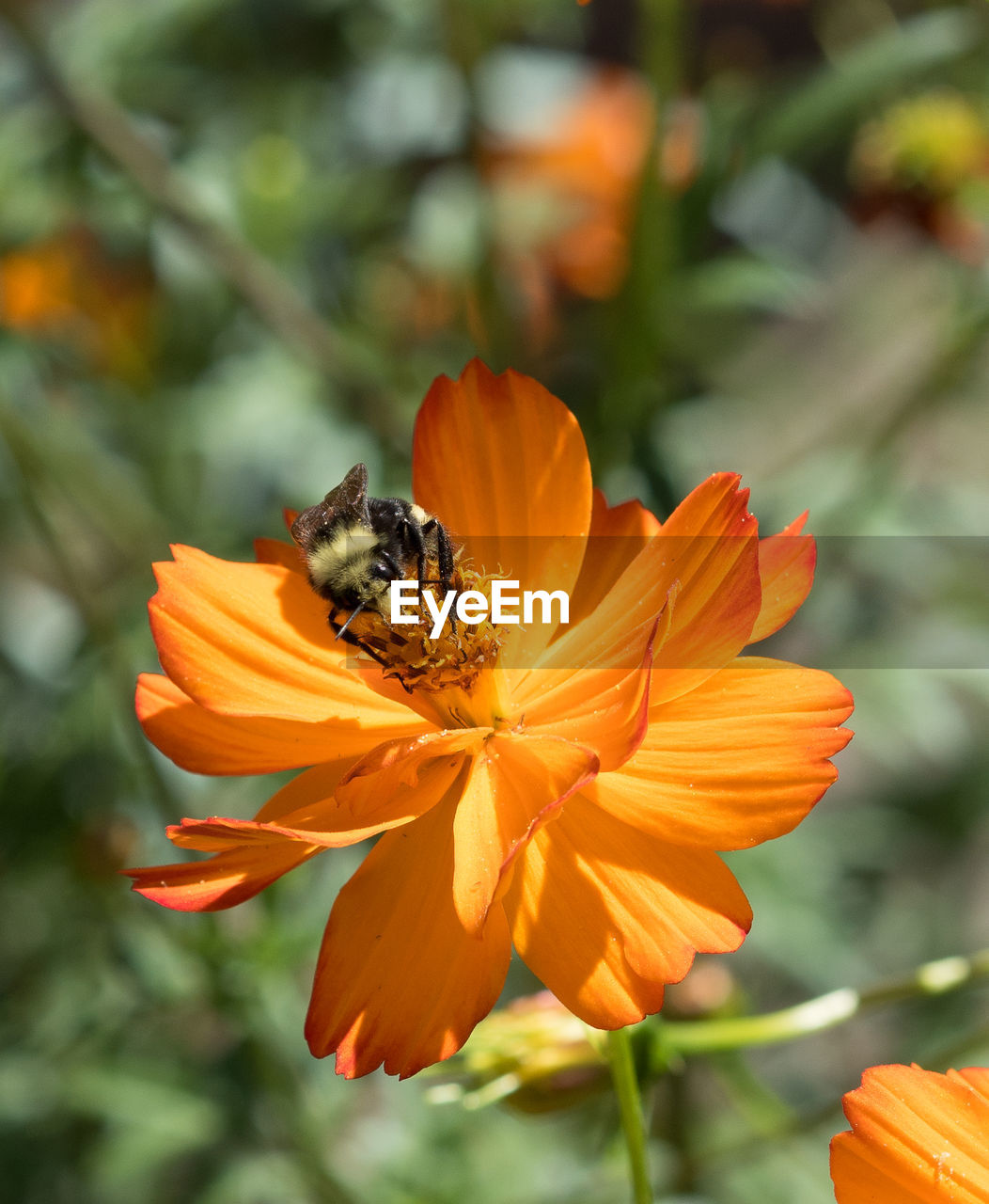 CLOSE-UP OF HONEY BEE ON ORANGE FLOWER