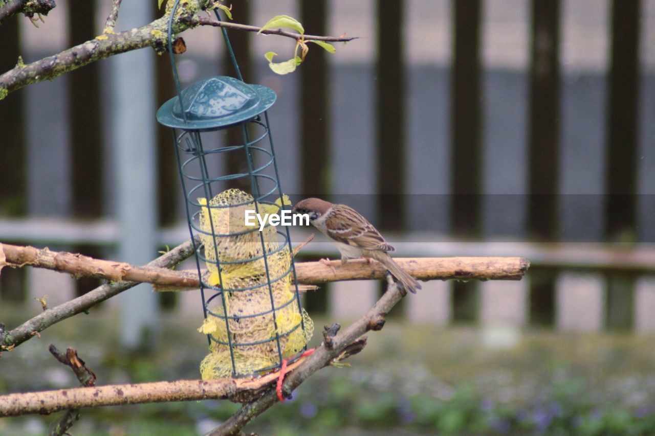 CLOSE-UP OF BIRD PERCHING ON A FEEDER