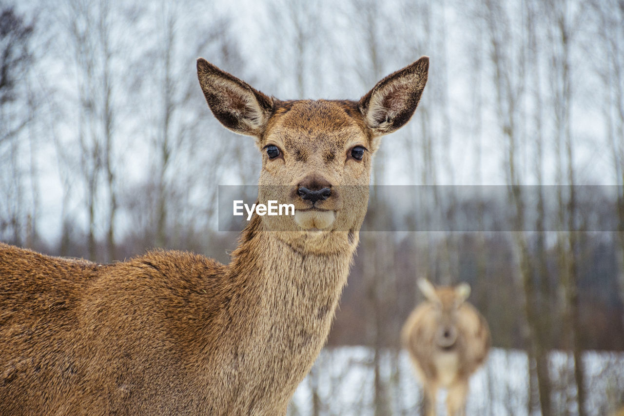 Beautiful portrait of female adult red deer or hind looking at the camera and walking in a field