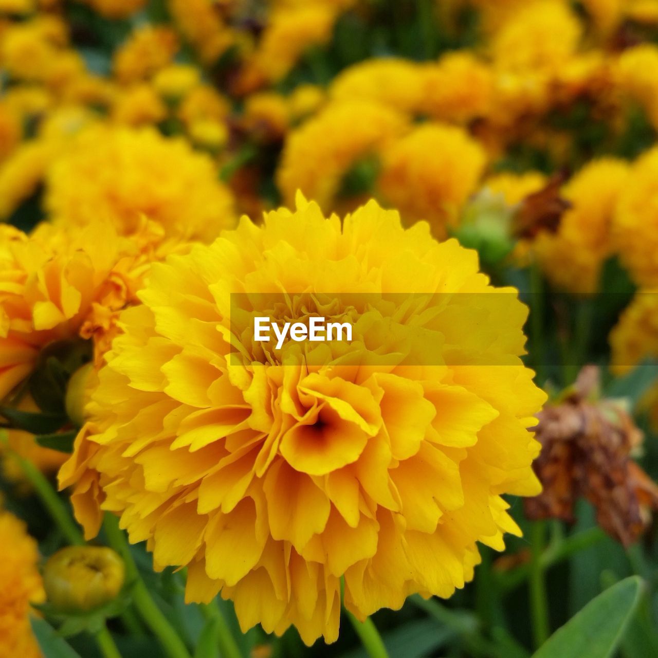 FULL FRAME SHOT OF YELLOW FLOWERS