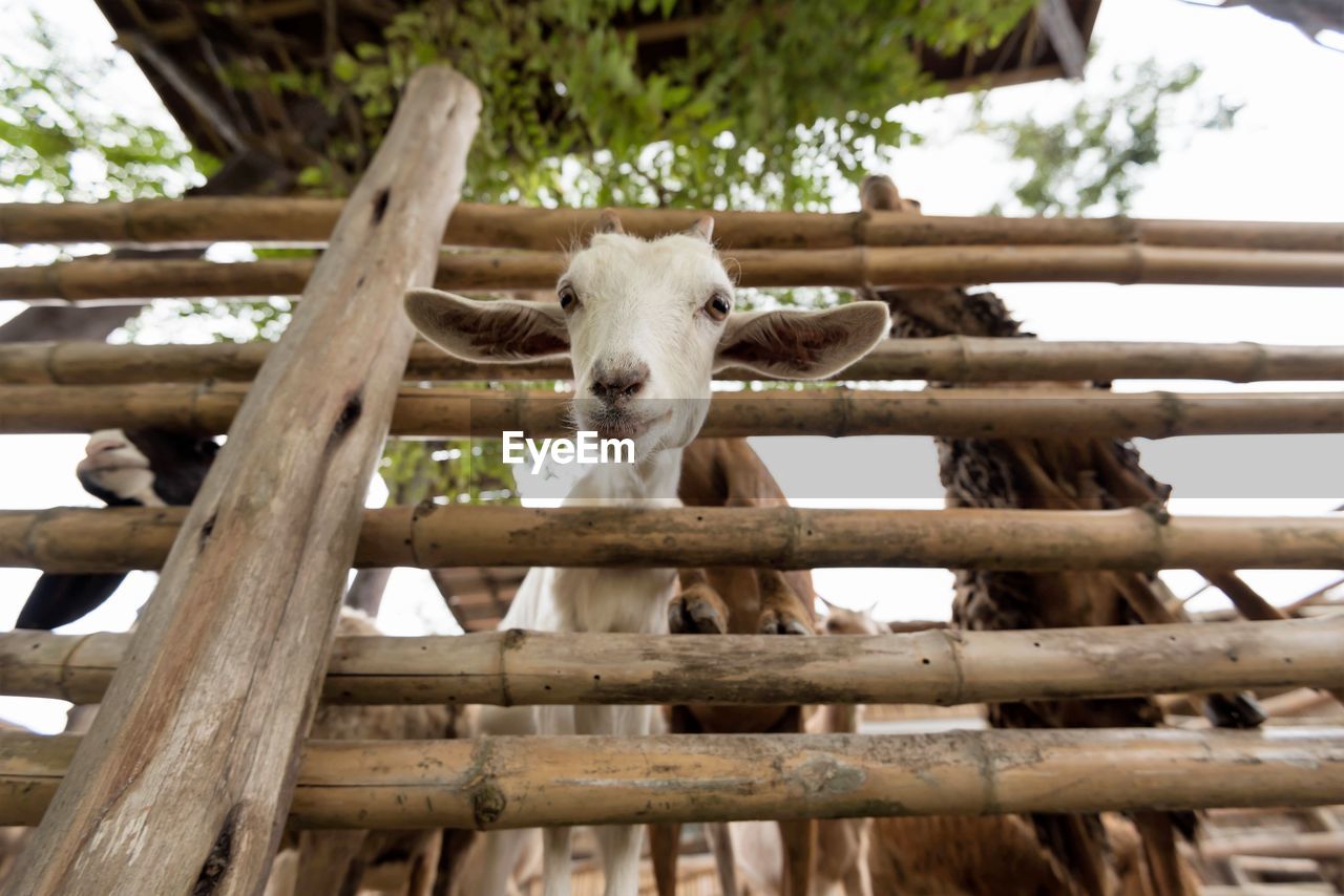 PORTRAIT OF A SHEEP ON WOODEN FENCE