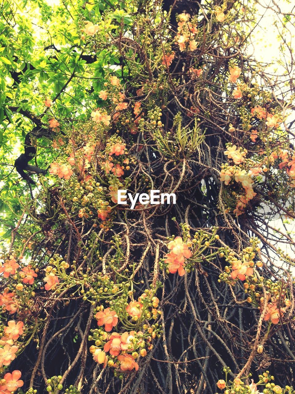 Low angle view of flowers on tree