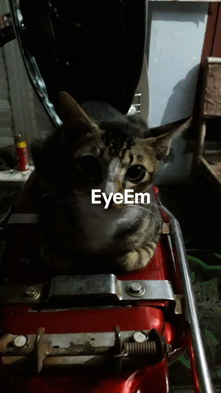 PORTRAIT OF CAT SITTING ON CAR IN YARD