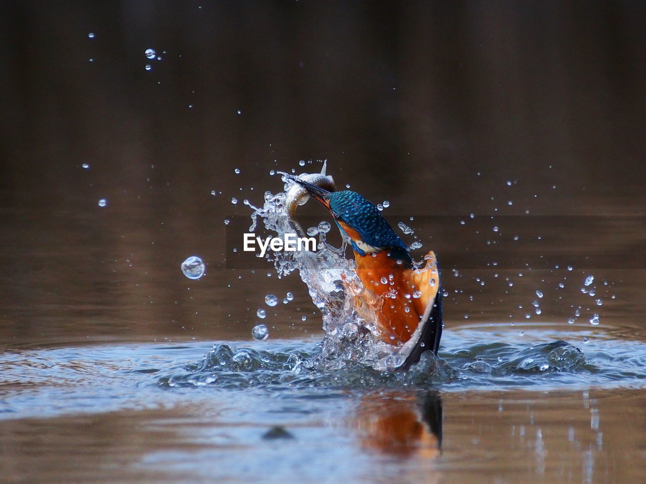 Kingfisher splashing water