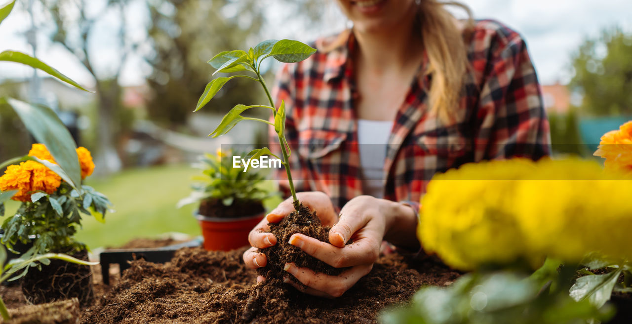 Woman holding small growing plant. without face. hands holding three. gardening concept. cover photo