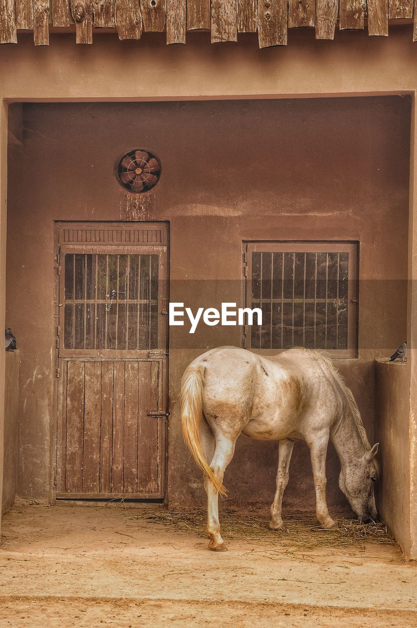animal, animal themes, mammal, horse, architecture, domestic animals, one animal, built structure, animal wildlife, livestock, building exterior, no people, pet, wood, building, entrance, door, wall, working animal, ancient history, outdoors, nature, day, history, the past