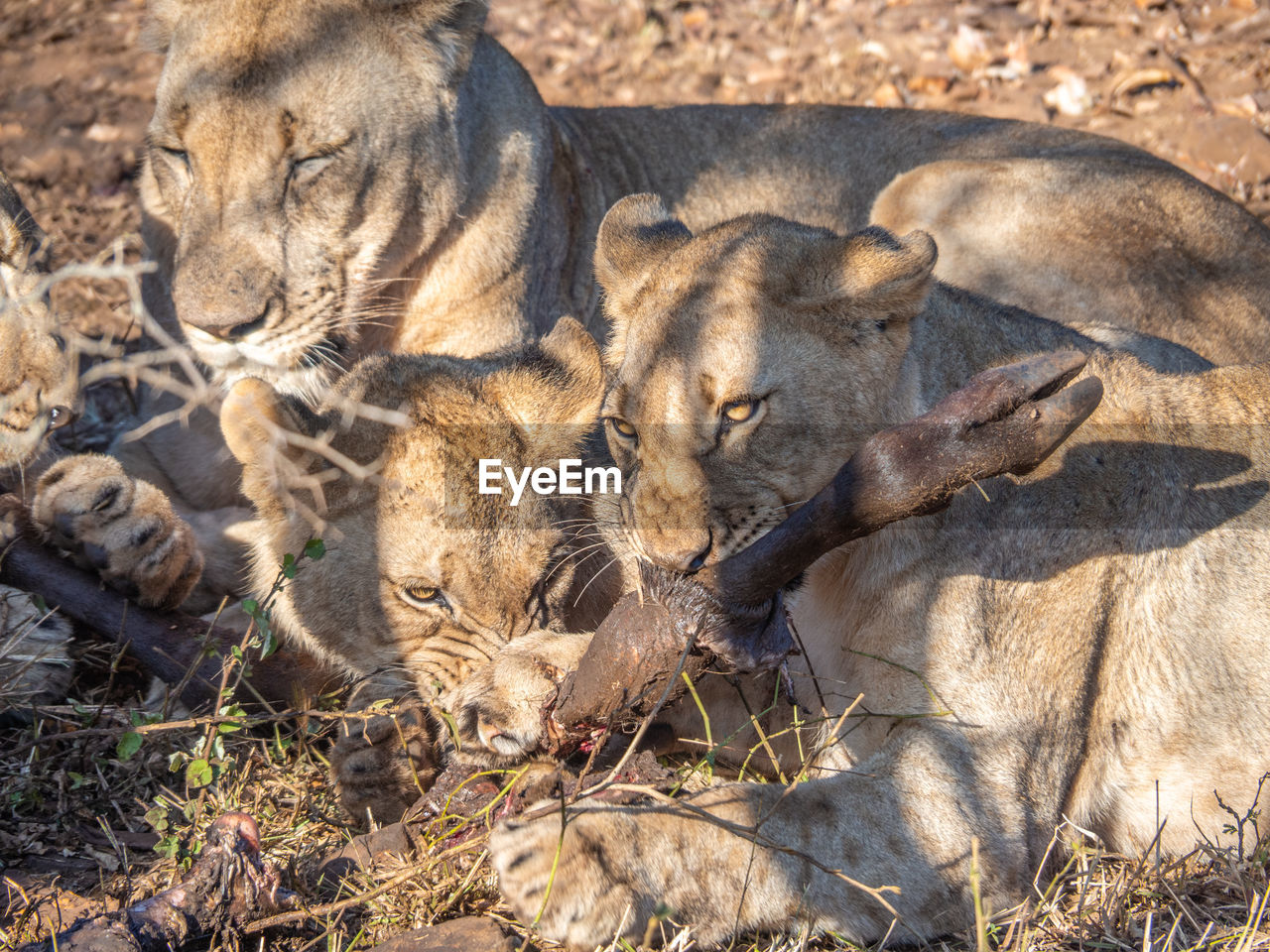 A pack of lions feeding on a carcass