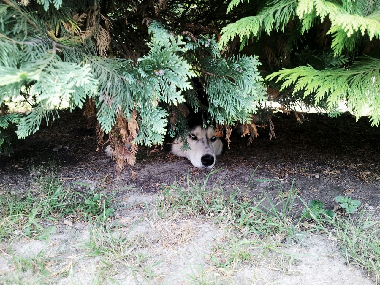 High angle view of siberian husky hiding in trees
