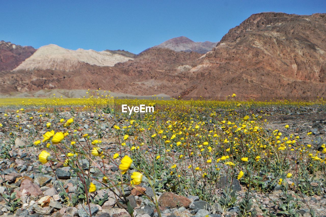 Yellow wildflowers on field against mountains at death valley national park