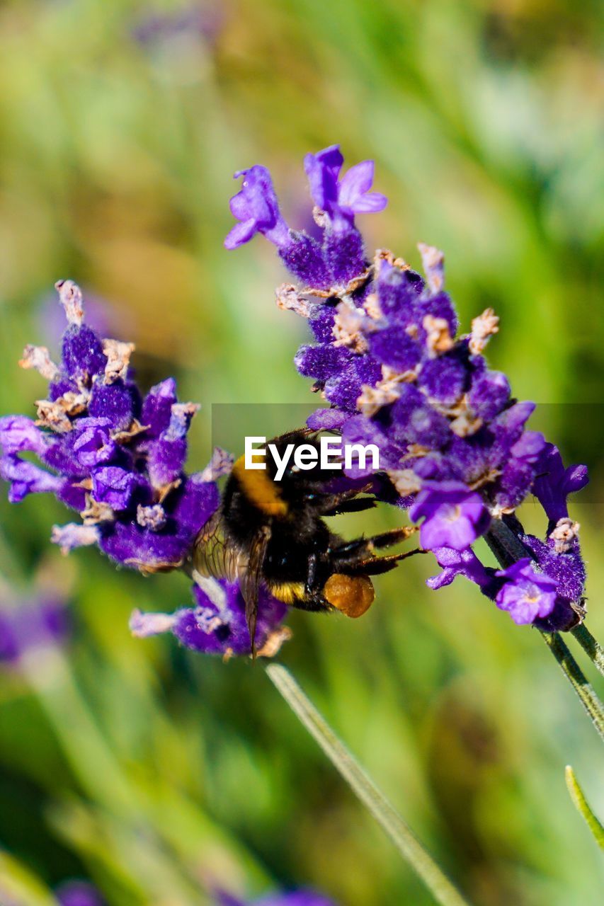 CLOSE-UP OF HONEY BEE POLLINATING ON PURPLE FLOWER