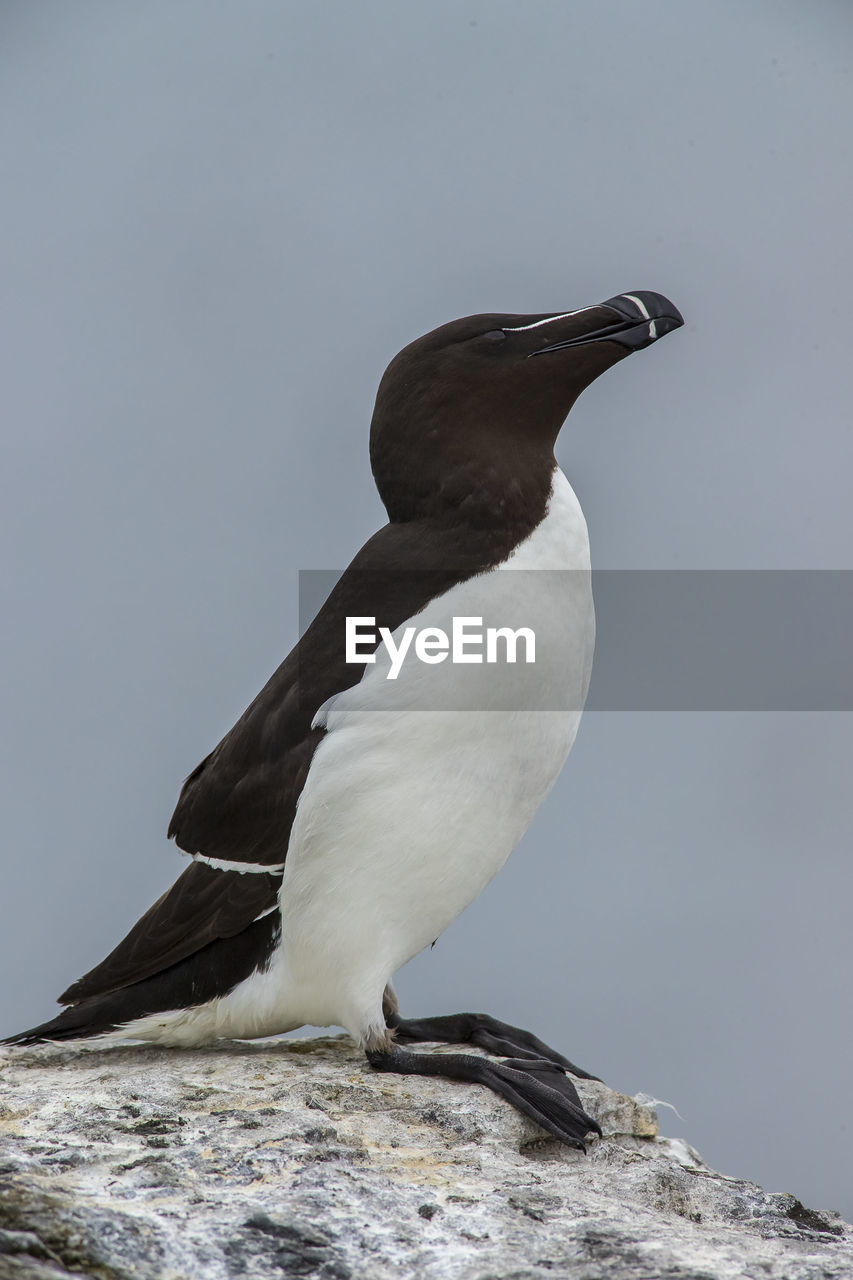 BIRD PERCHING ON A ROCK