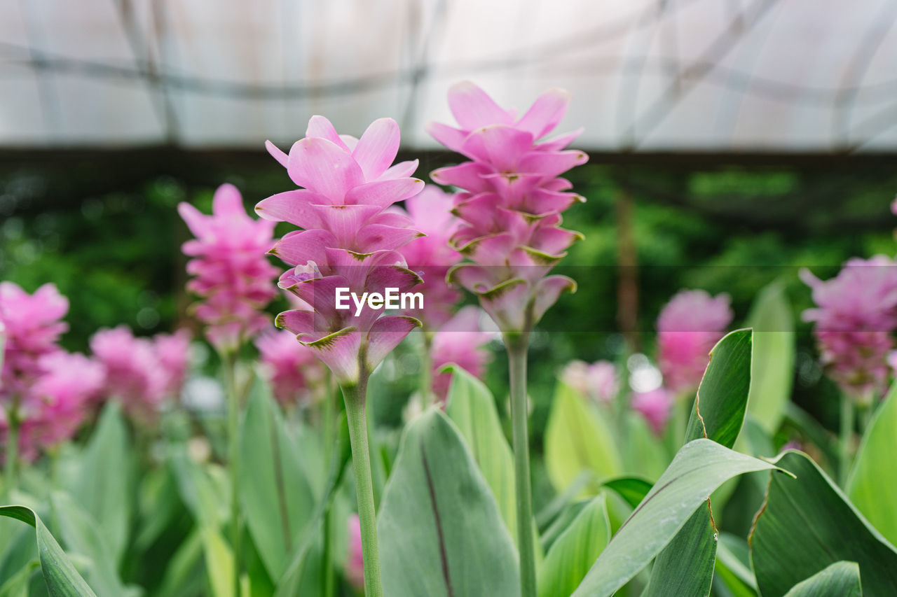 Fresh pink siam tulip flowers in the park on sunshine day.