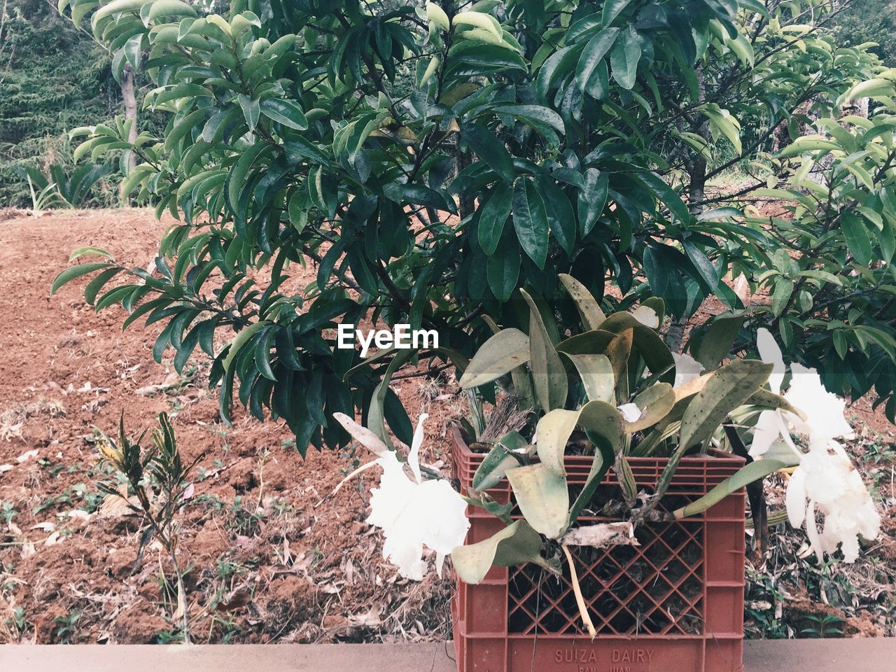 Close-up of potted plant on retaining wall against field