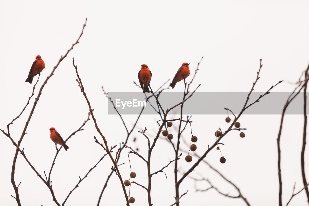 Low angle view of robins perching on bare tree against clear sky