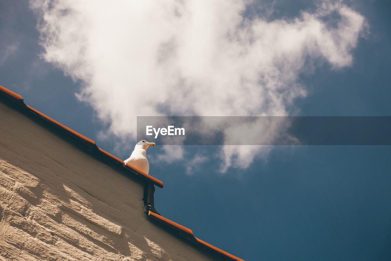 Low angle view of seagull perching on roof against blue sky
