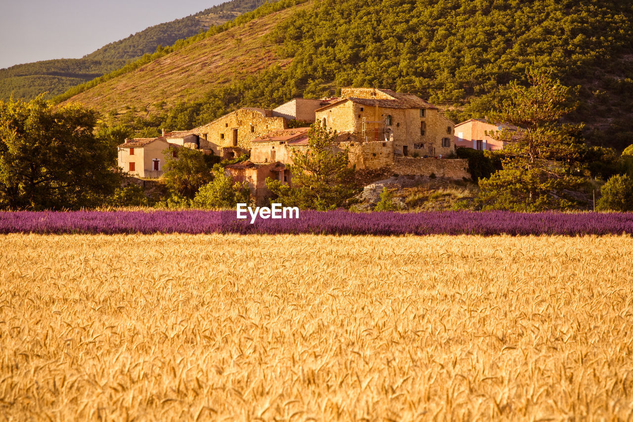 Scenic view of agricultural field by houses