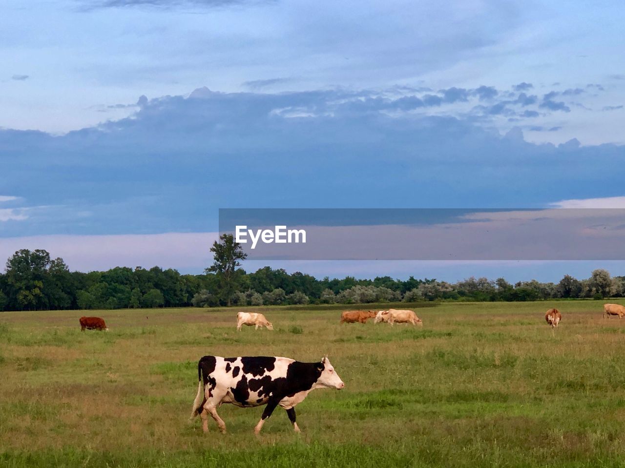 Cows standing in a field