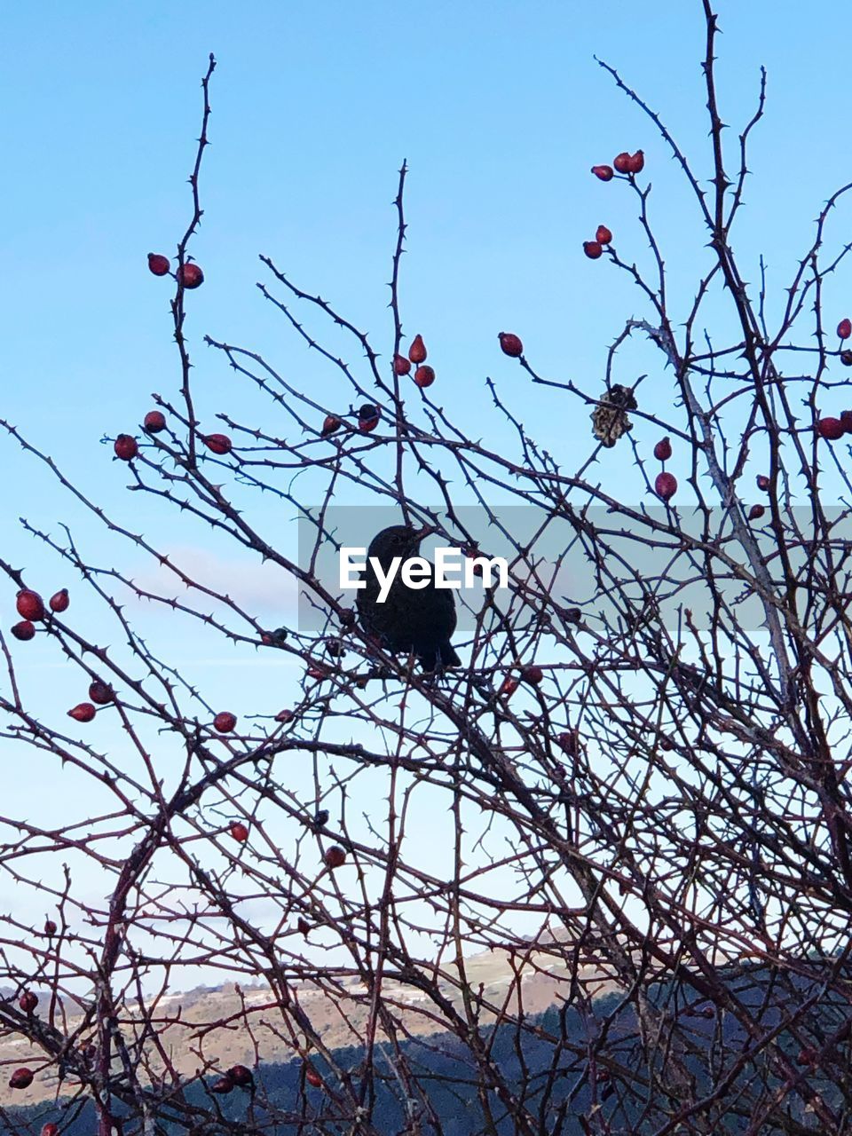 LOW ANGLE VIEW OF BIRD PERCHING ON BRANCH