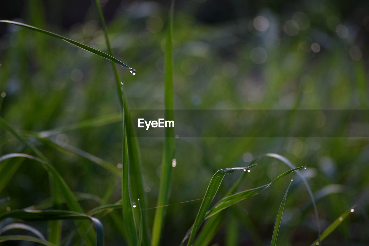 Close-up of raindrops on grass