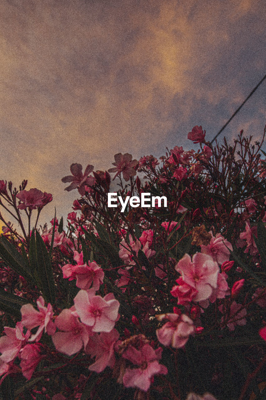 Close-up of pink flowering plants against sky during sunset
