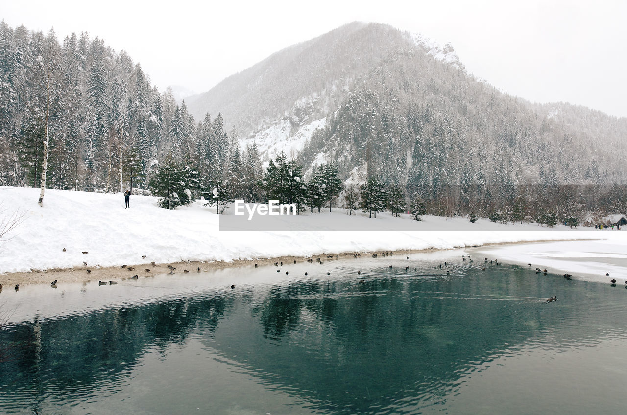 Scenic view of the winter landscape in the alps, slovenia. snowcovered pine trees.