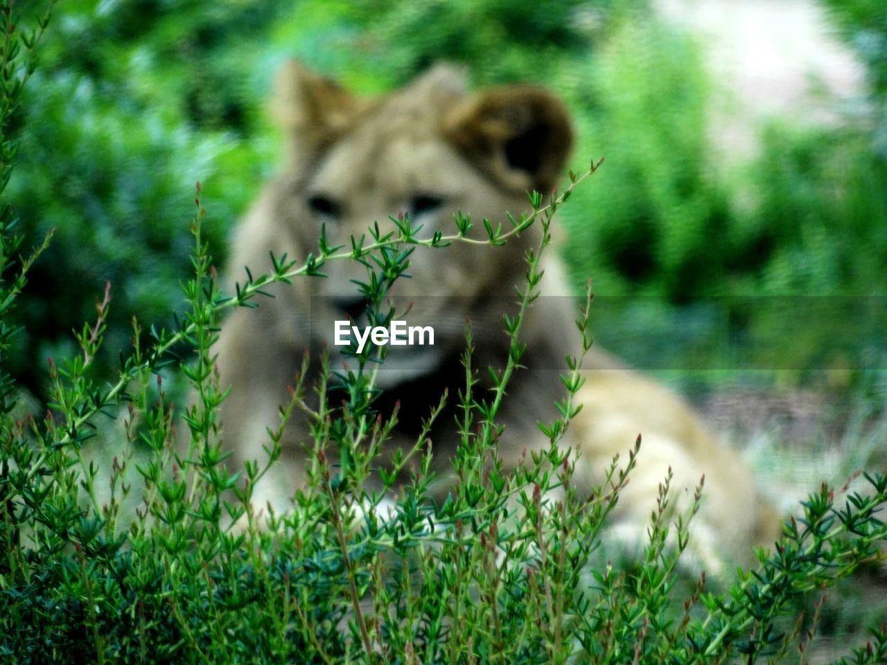 Defocused image of lion relaxing on field