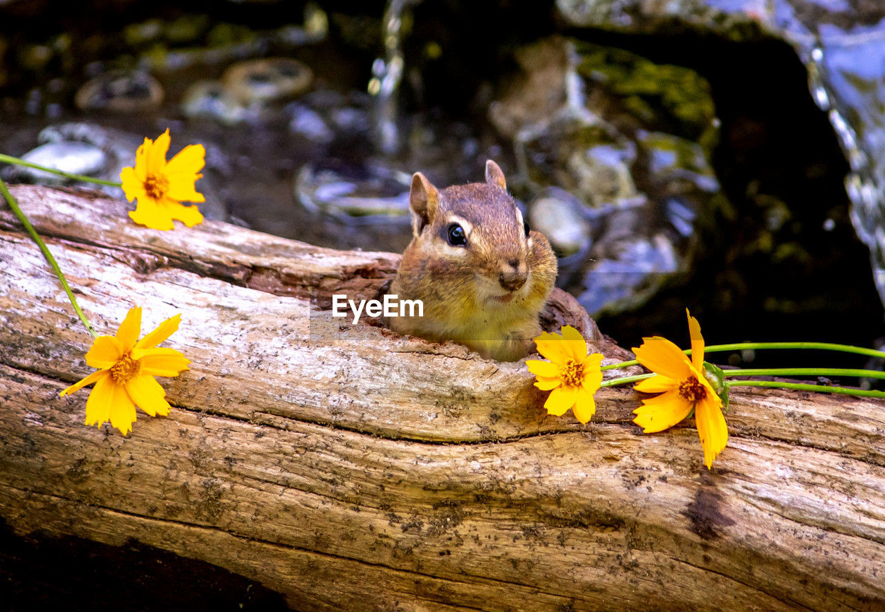 A small chipmunk peeps out of her hollow log home to find pretty yellow flowers