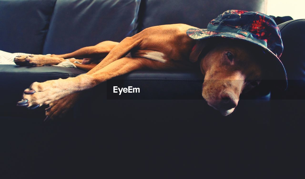 Brown dog wearing hat lying on sofa at home