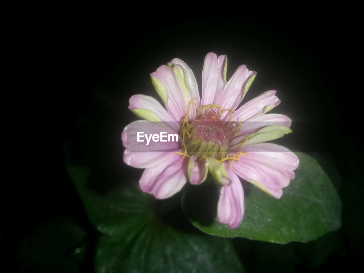 CLOSE-UP OF FLOWER BLOOMING IN BLACK BACKGROUND