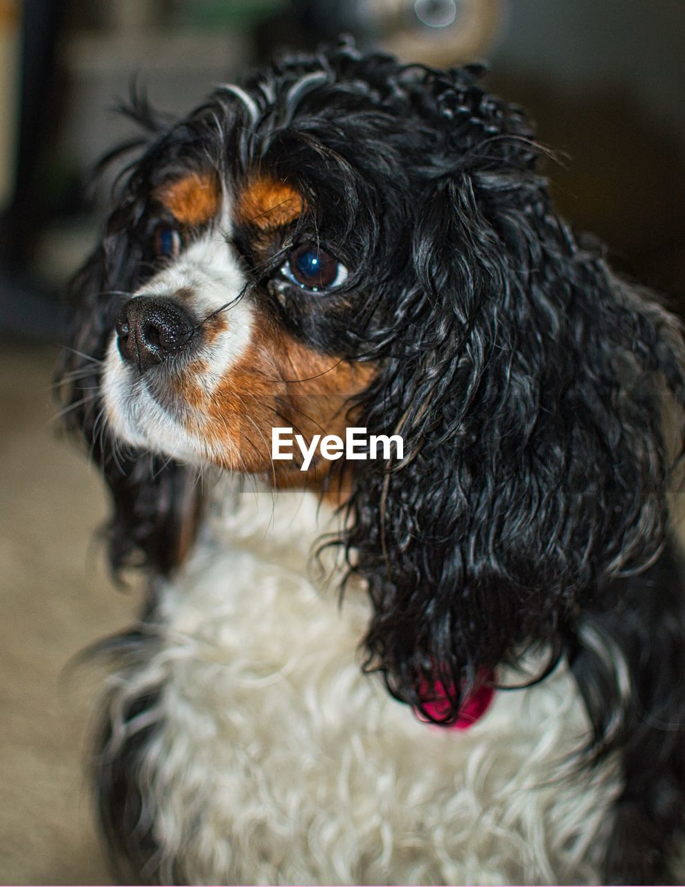 CLOSE-UP OF DOG LOOKING AT HOME