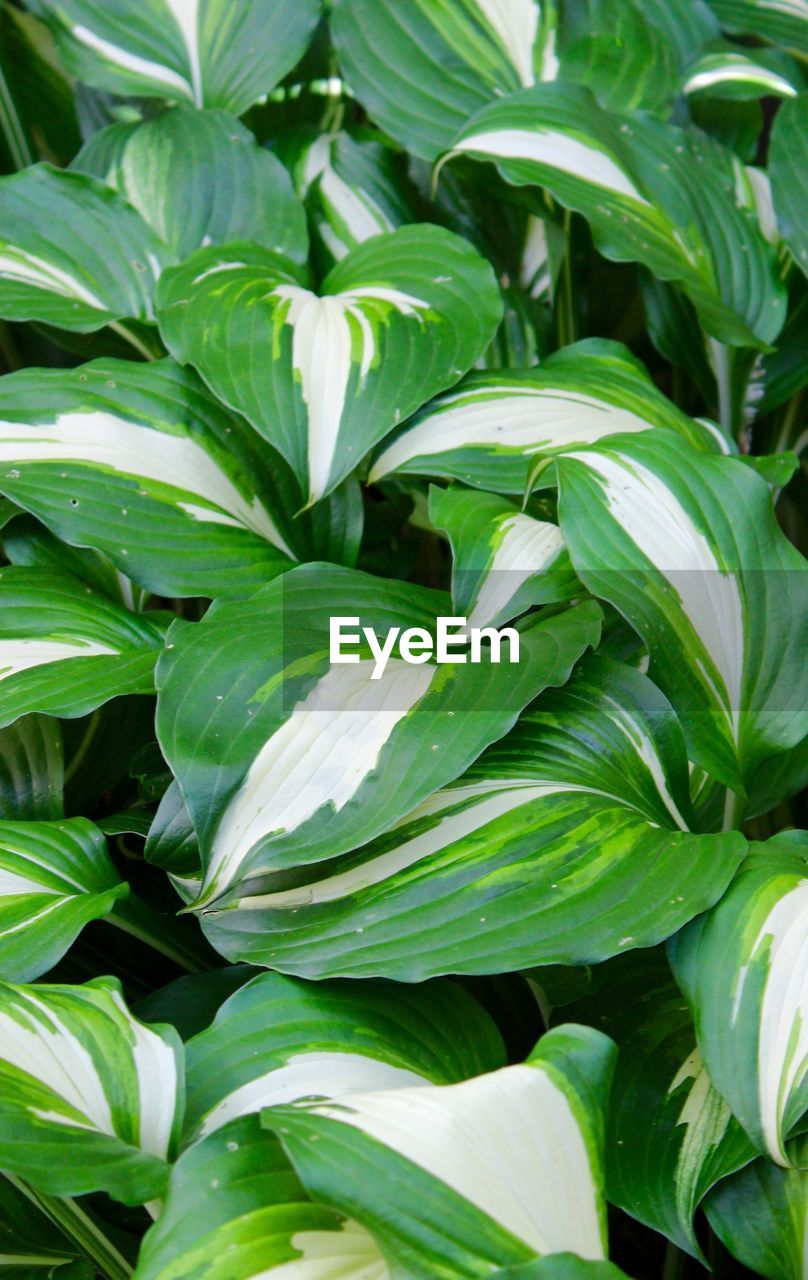 Full frame shot of green leaves