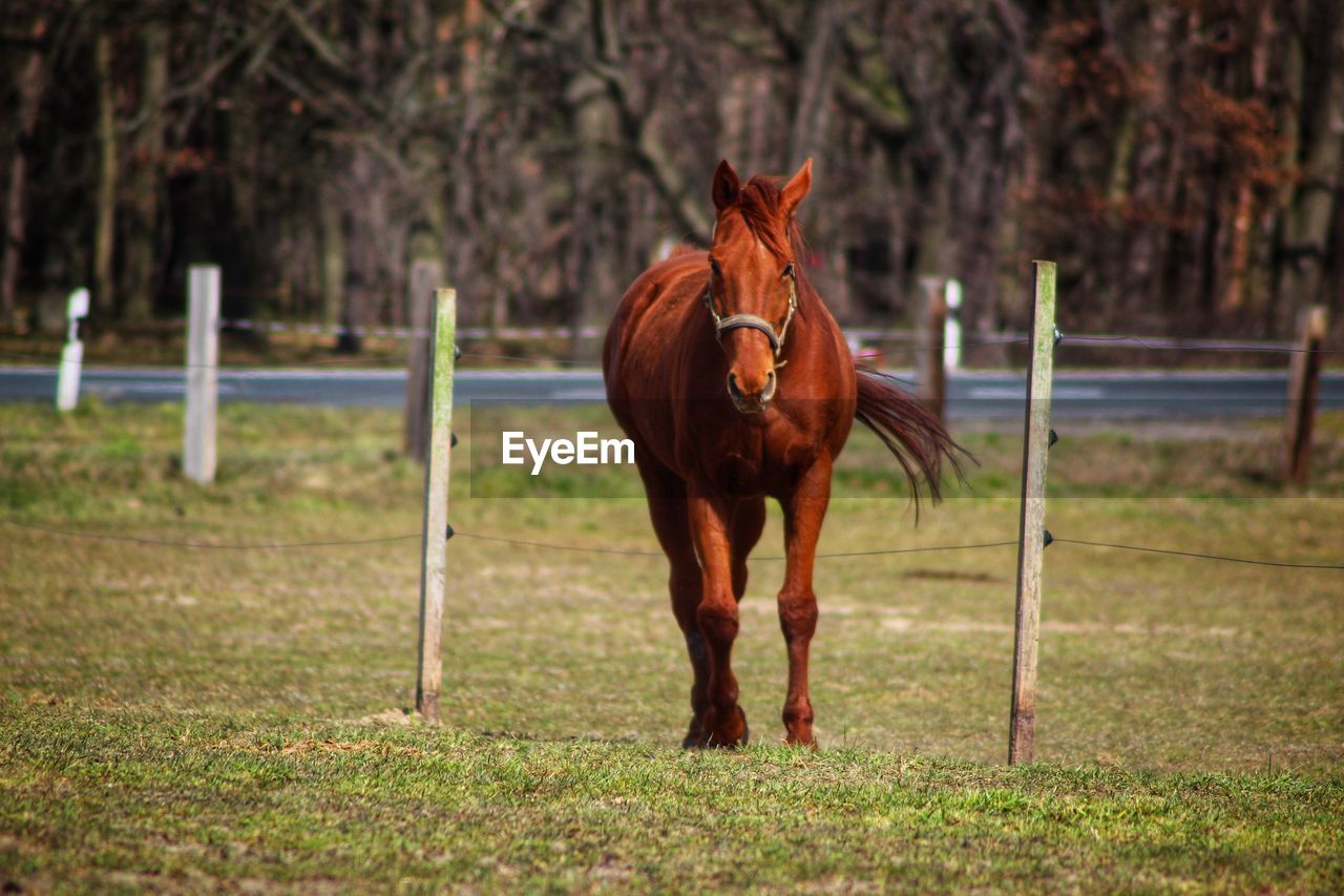 Horse standing in ranch