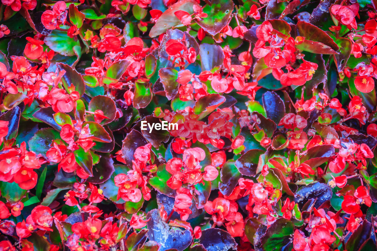 HIGH ANGLE VIEW OF RED FLOWERING PLANT