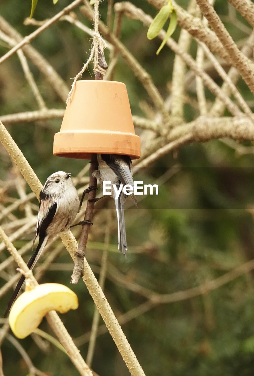 Close-up of two tailtit on feedingplace