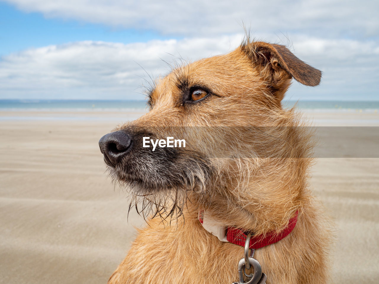 Close-up of a scruffy terrier dog on the beach looking away