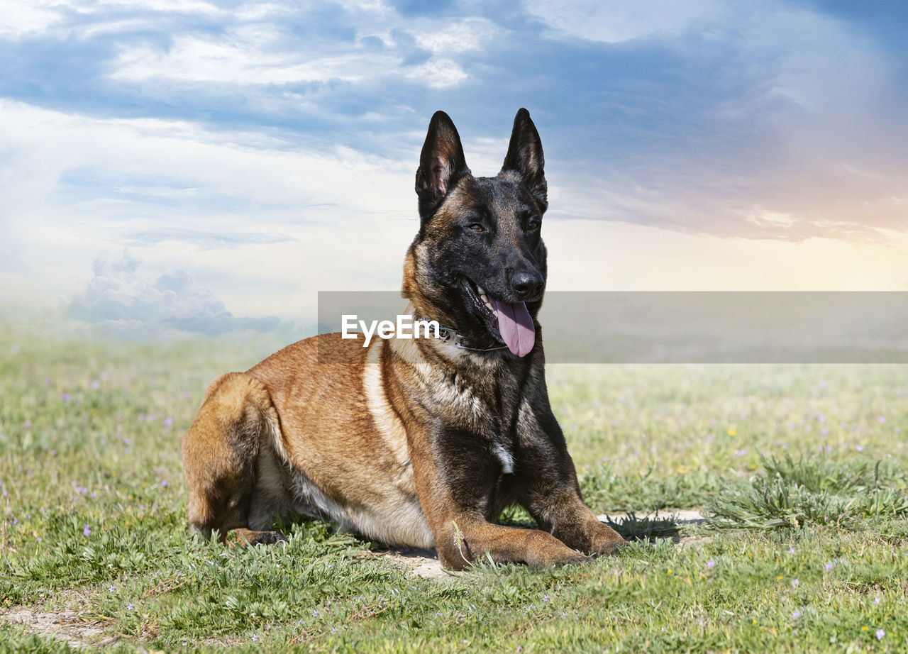 portrait of dog standing on field