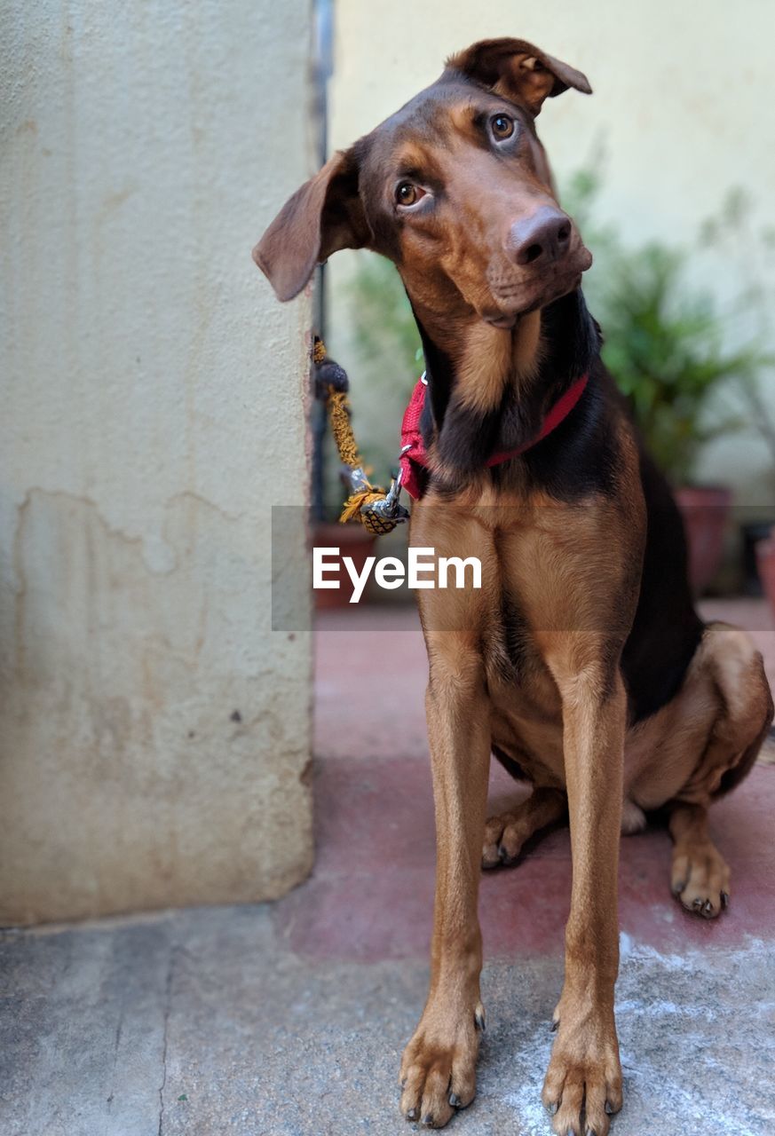 CLOSE-UP OF DOG SITTING ON WALL