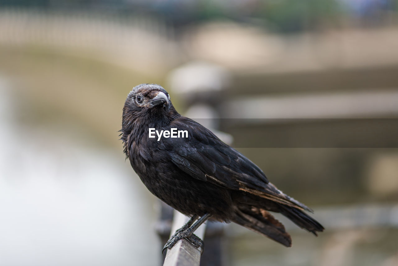 CLOSE-UP OF BIRD PERCHING ON A BRANCH