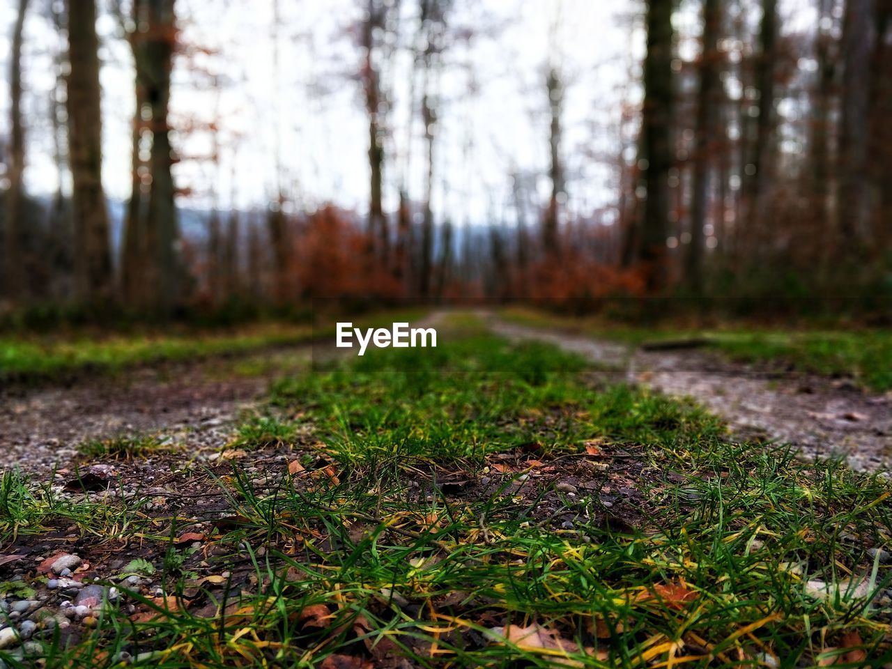 TREES GROWING IN FOREST