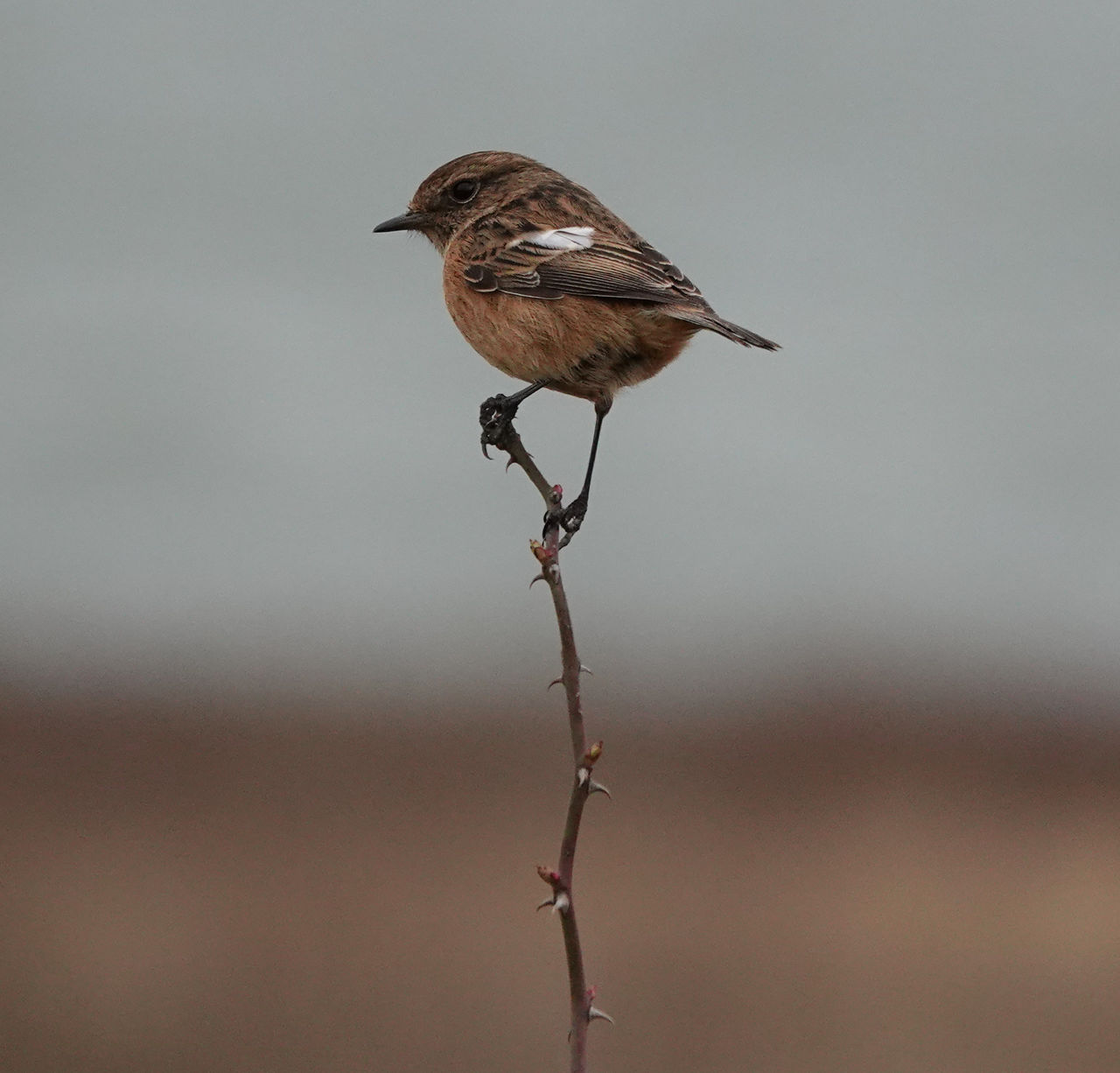 Close-up of bird perching on branch