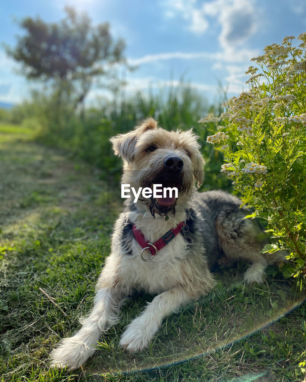 PORTRAIT OF A DOG ON FIELD