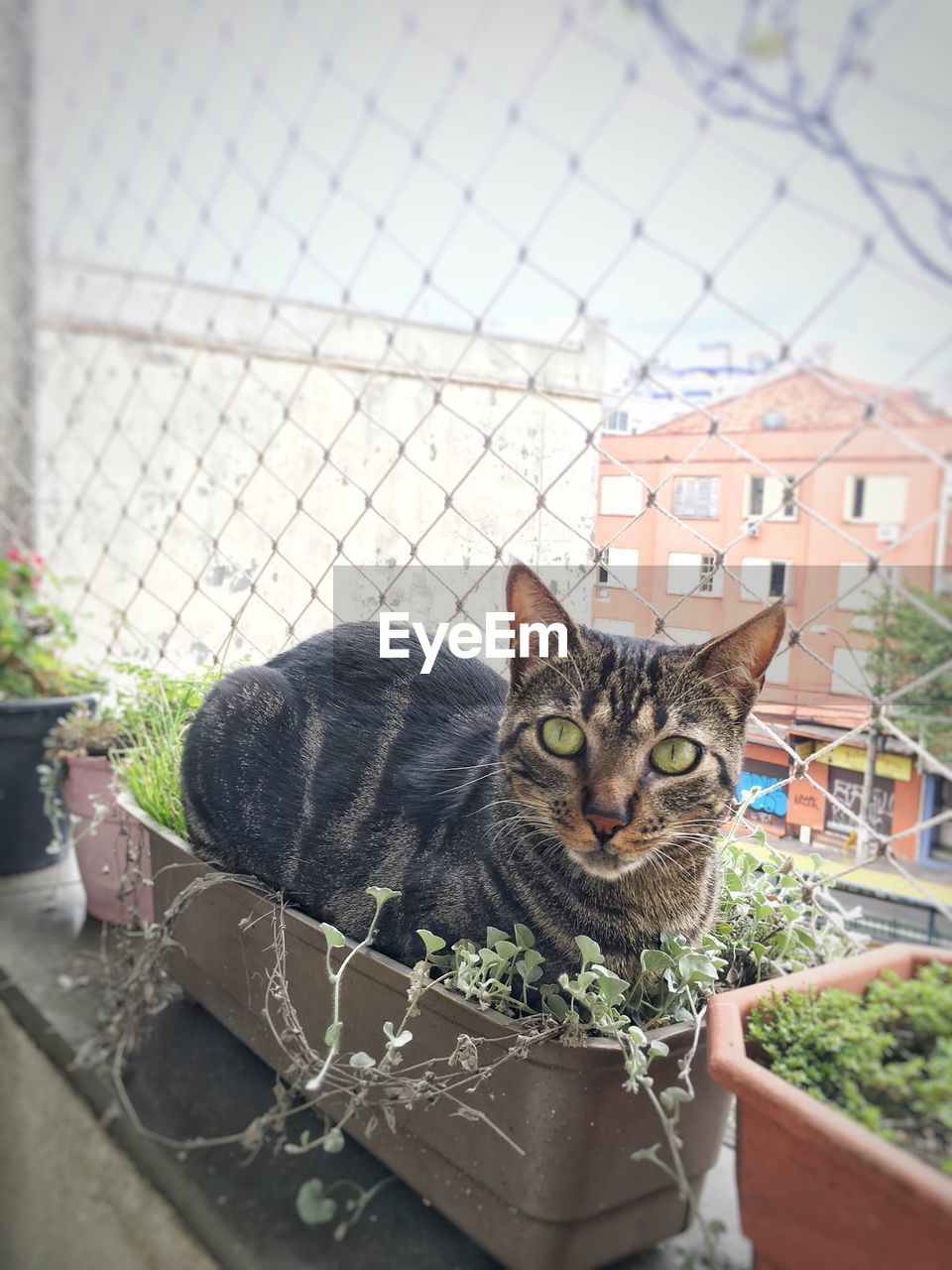 pet, domestic animals, mammal, animal, animal themes, cat, domestic cat, feline, one animal, portrait, looking at camera, potted plant, carnivore, houseplant, flowerpot, plant, small to medium-sized cats, day, no people, felidae, fence, nature, flower, sitting, outdoors, architecture