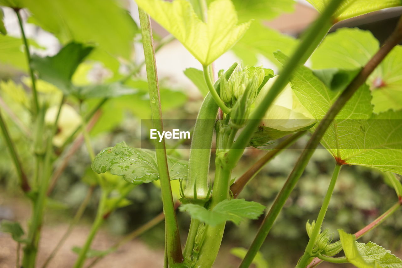 CLOSE-UP OF FRESH GREEN PLANT IN SUNLIGHT