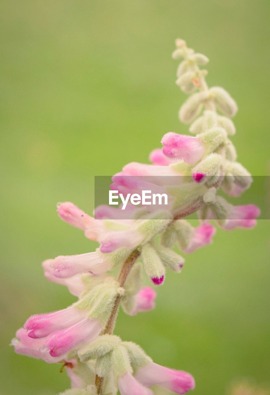 CLOSE-UP OF PINK FLOWERS