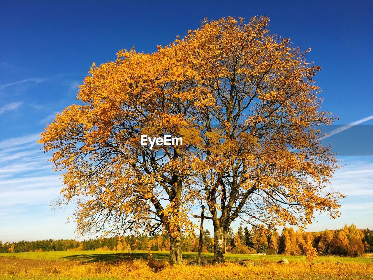 Autumn trees growing on field against sky