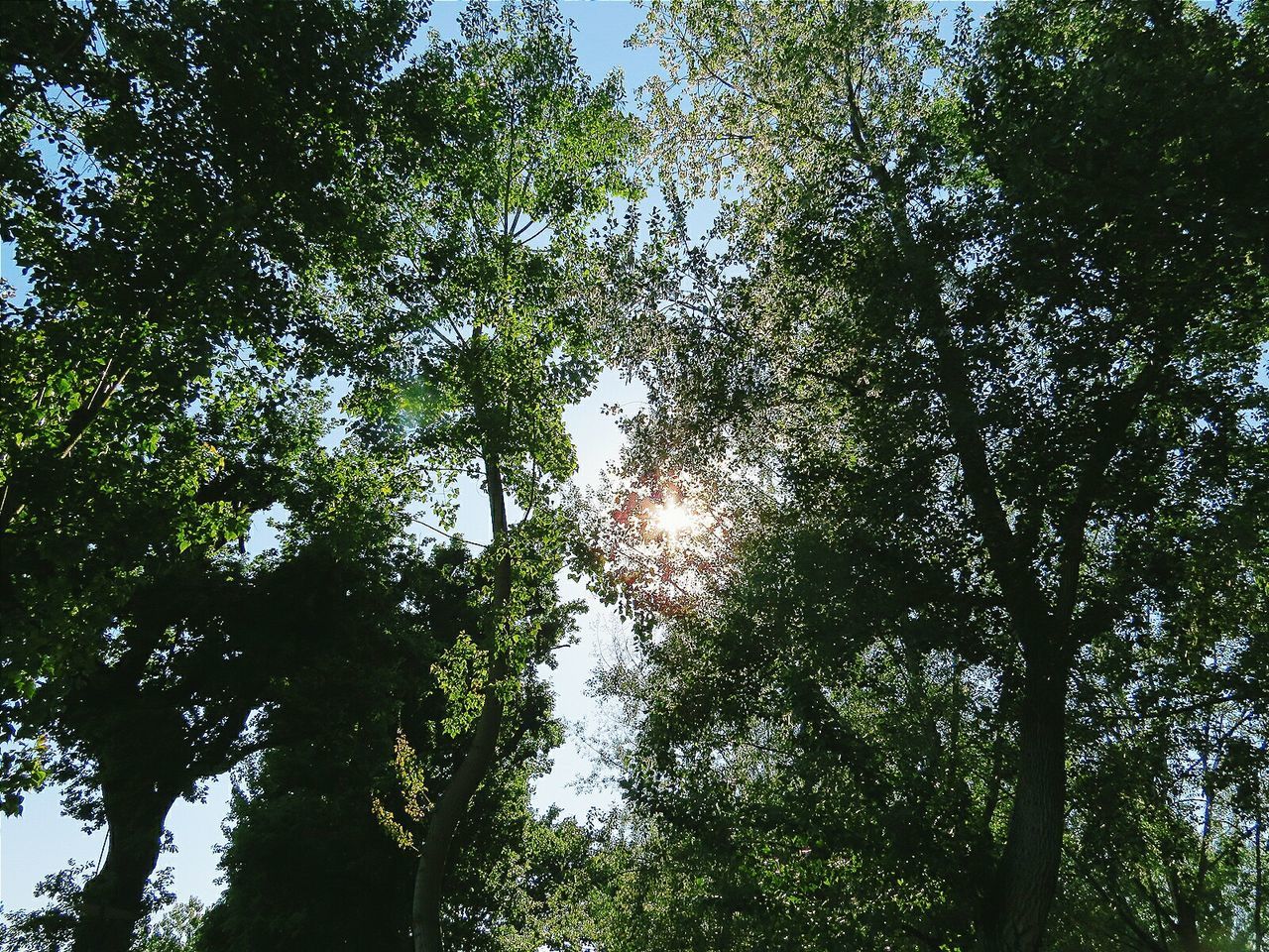 Low angle view of trees in forest