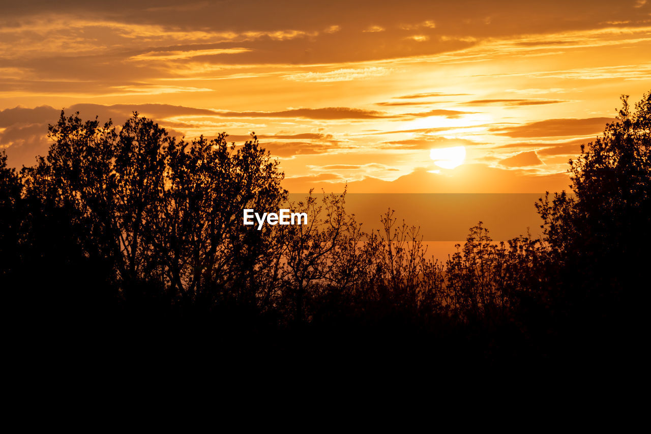Sunset with clouds and tree silhouette