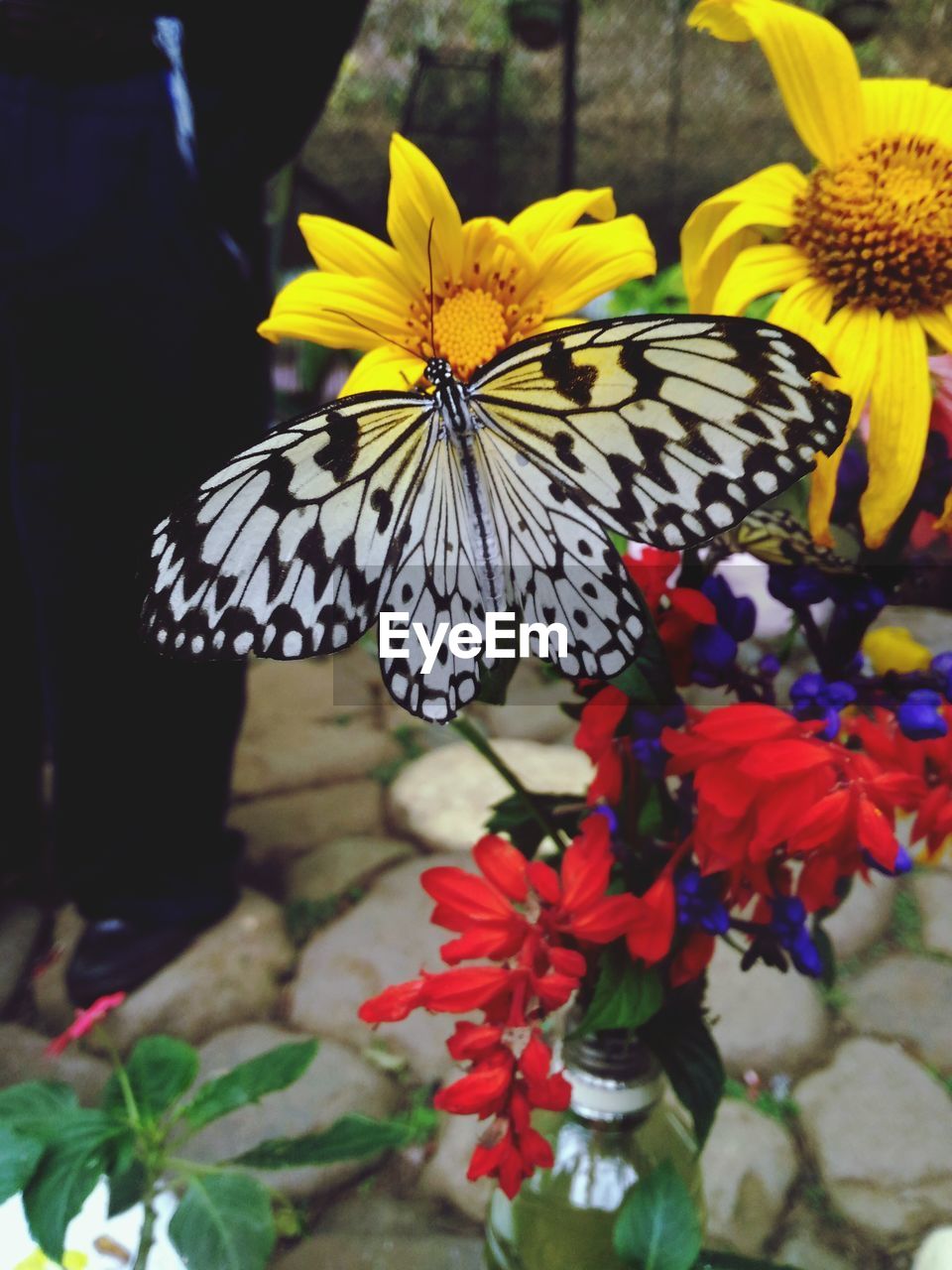 Close-up of butterfly on flowers